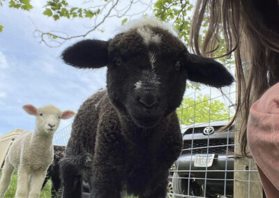 Katya with black sheep